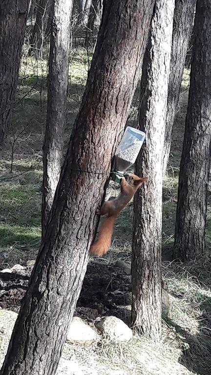 Vila Krantas Palanga Bagian luar foto